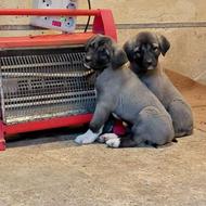 واگذاری توله کنگال اصل ترکیه ای با ضمانت کتبی و نژاد اصیل