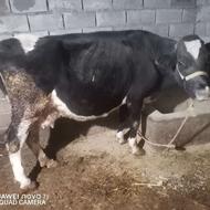 گاو شیری چهار شکم زاییده