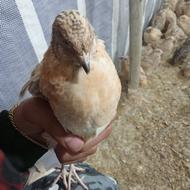 صد عدد بلدرچین نر 40روزه