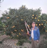 هرس درختان هسته دار و غیره