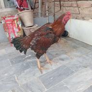 دوعدد خروس افغان از نسل پیر بابا وجوجه مرغ3ماهه دختر دلی خان