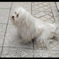 واگذاری سگ پاکوتاه سه ماده سفید پشمالو قد کوتاه خوشگل