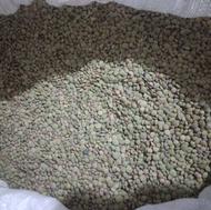 عدس محلی سبز امساله