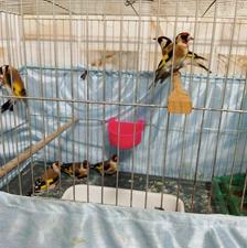 سهره نر و ماده قواره دار