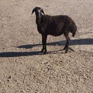 بره ماده کشتاری