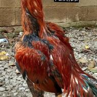 فروش خروس لاری