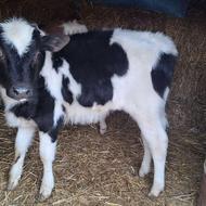 گوساله نر محلی