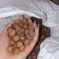 109 کیلو فندوق تازه امساله یه جا به فروش‌میرسد