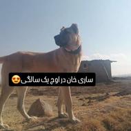 سگ سرابی واگذاری