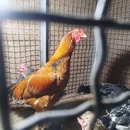 من یک خروس لاری دارم با دوتا مرغ لاری عوض میکنم