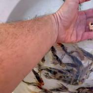 فروش کوی اقتصادی