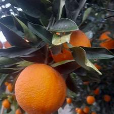 پرتقال تامسون رویدرخت