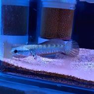 ماهی چانا بلو پالچرا خوش رنگ و خوش استایل