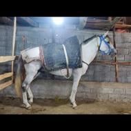 اسب باری سواری