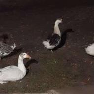 غاز اوکراینی