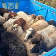 گوسفند بره دار وگوسفند ابستن همراه با قوچ