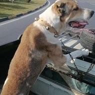 واگذاری توله سگ خراسانی