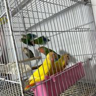 طوطی برزیلی