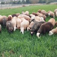 گوسفند داشتی آبستن جوان درجه یک عالی قیمت مناسب