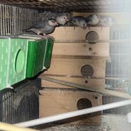 فروش فنچ نرگسی بالغ