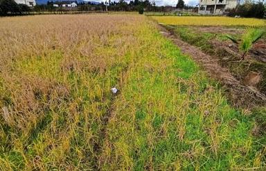 زمین باغ کیوی کشاورزی 6440متری