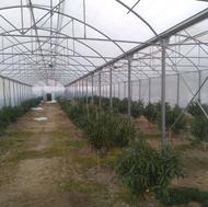 نصاب گلخونه