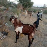 نری چاق و چله مناسب برای دامداری و کشتار