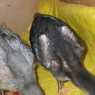 جوجه لاری. ‌