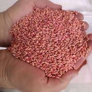 فروش بذر گندم