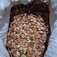 بذر باقلا برکت هفت بند درجه یک