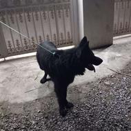 واگذار سک ژرمن سالم تمیز نر شناسنامه دار