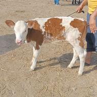 فروش گوساله پرواری