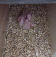 جوجه عروس هلندی