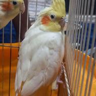 عروس هلندی جفت بالغ