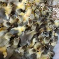 جوجه غاز سه روزه دورگه محلی درشت