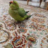 فروش فوری ملنگو