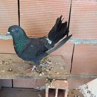 کبوتر یاکفتر