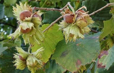 فروش باغ فندق 3000 متر