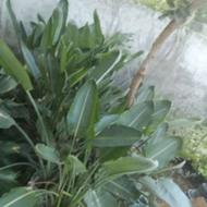 نهال استرلیتزیا (پرنده بهشتی)، سرخدار و عبایی