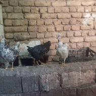 مرغ گلین سفید توسی وخال سوزنی