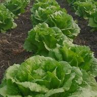 فروش 7000متر کاهو آماده برداشت