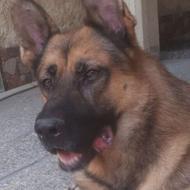 واگذاری سگ ژرمن