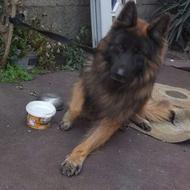 واگذاری سگ ژرمن شپرد