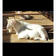 فروش بز نر سانن