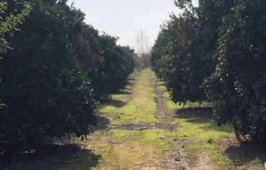 دو هکتار و نیم باغ تامسون