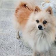 واگذاری پامر روباهی