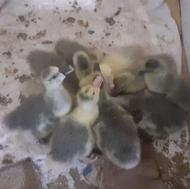 جوجه غاز دورگه لیندا 19 روزه 280