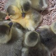 فروش جوجه غاز