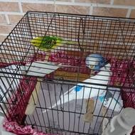 مرغ عشق. نر ماده جفت