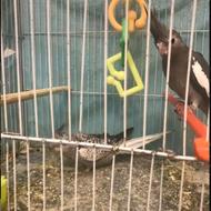 جوجه عروس هلندی 2 ماهه